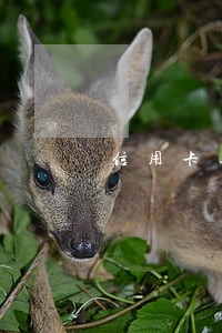 信用卡逾期 天有什么影响 信用卡逾期 天有什么影响